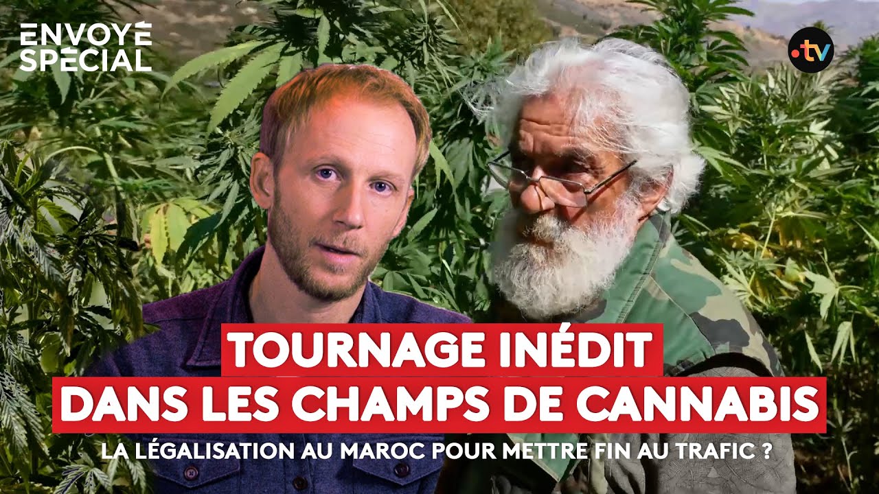 Documentaire Tournage inédit dans les champs de cannabis au Maroc : la légalisation pour mettre fin au trafic ?