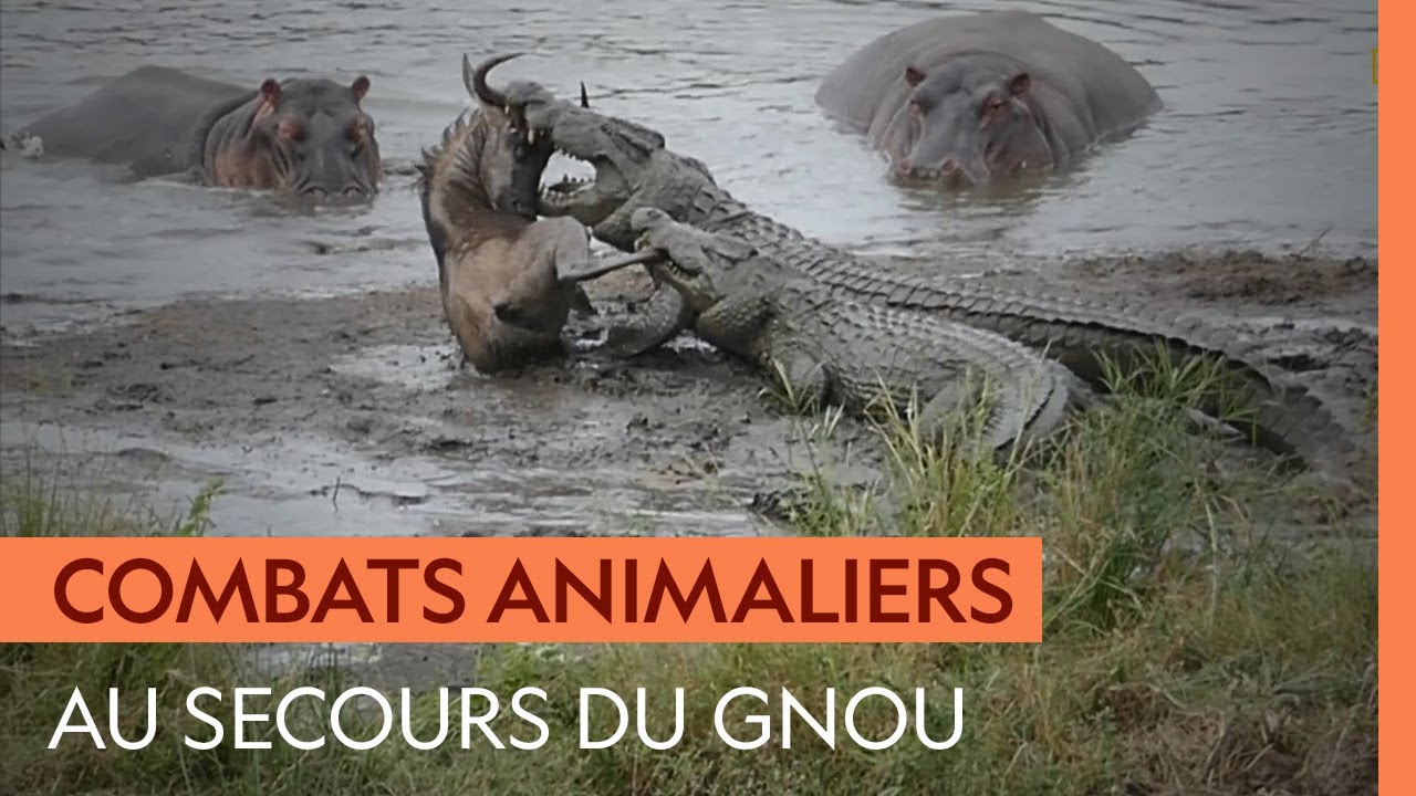 Un crocodile attrape un gnou mais se fait chasser par des hippopotames