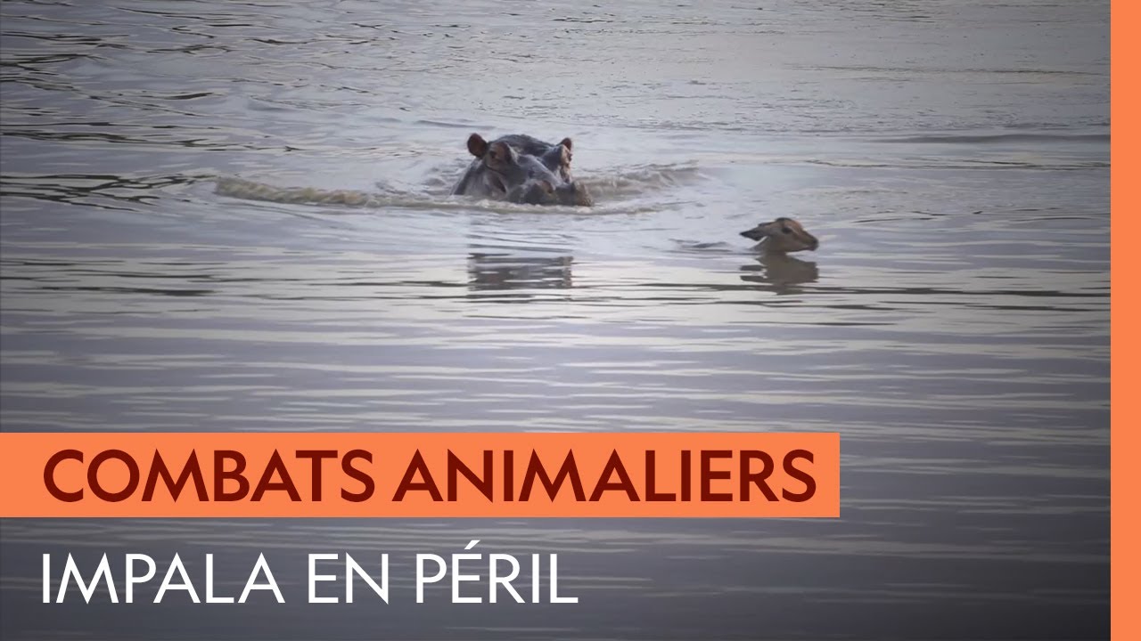 Un impala est acculé entre une meute de lycaons et un hippopotame agressif