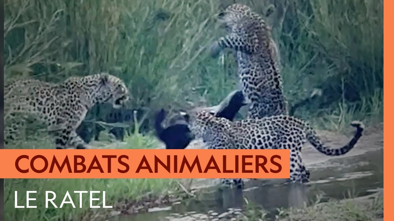 Un ratel résiste à l'attaque de trois léopards