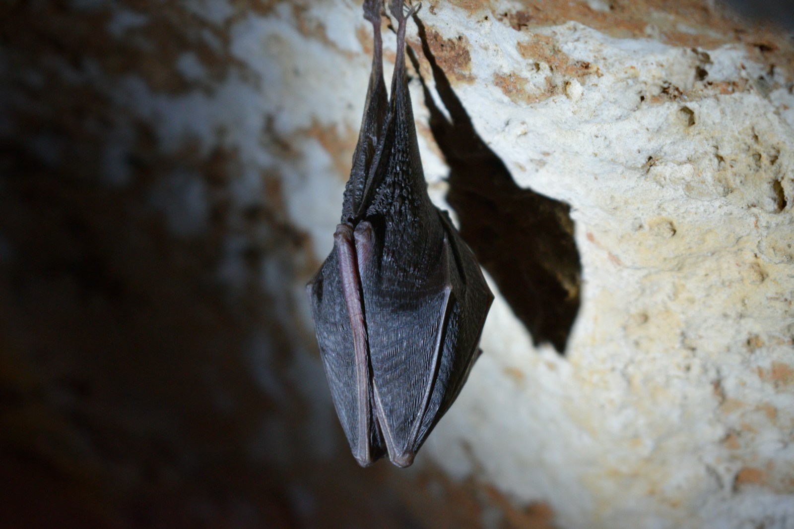 À la rencontre des mystérieuses merveilles que sont les chauves-souris