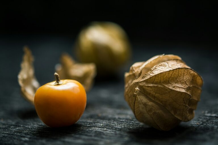 Article | Alimentation et bien-être : les bienfaits du physalis, un trésor exotique