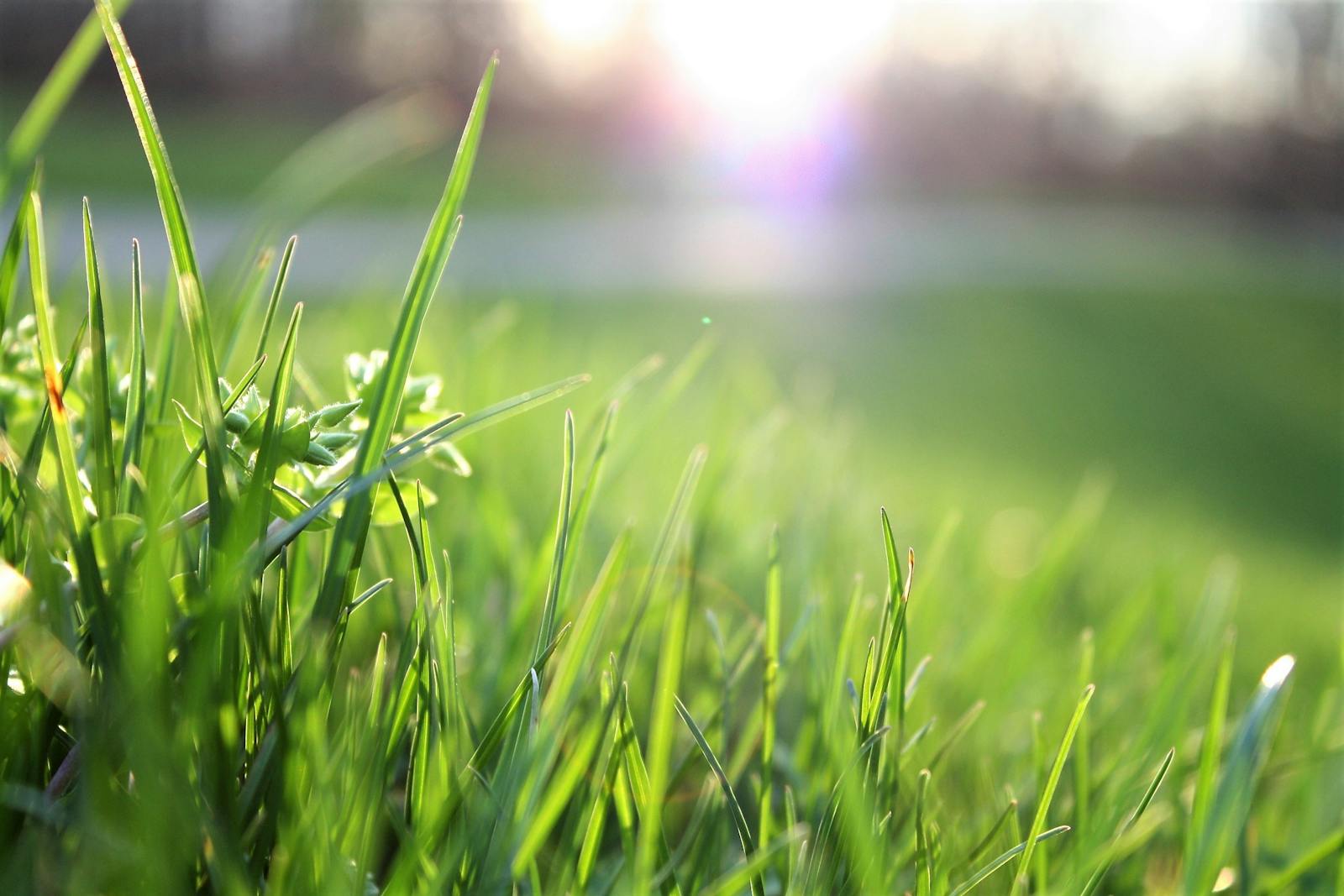 Arroser le gazon après semis est essentiel pour une germination uniforme et une pelouse saine, en respectant fréquence, techniques adaptées et conditions climatiques.