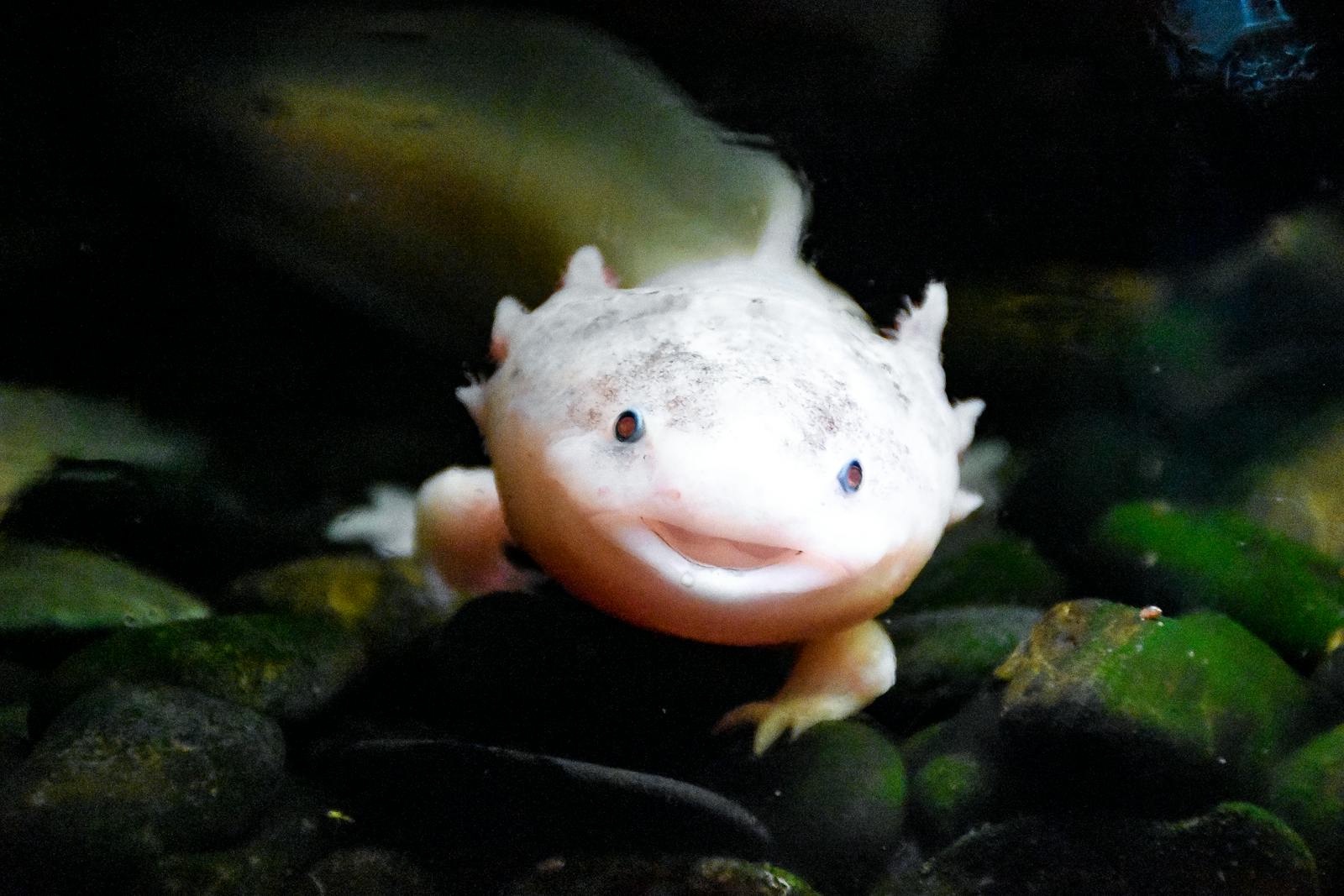 Documentaire Découvrez l’axolotl