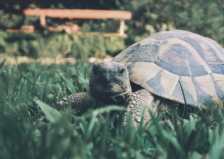 Article | Peut-on bouger une tortue qui hiberne ?