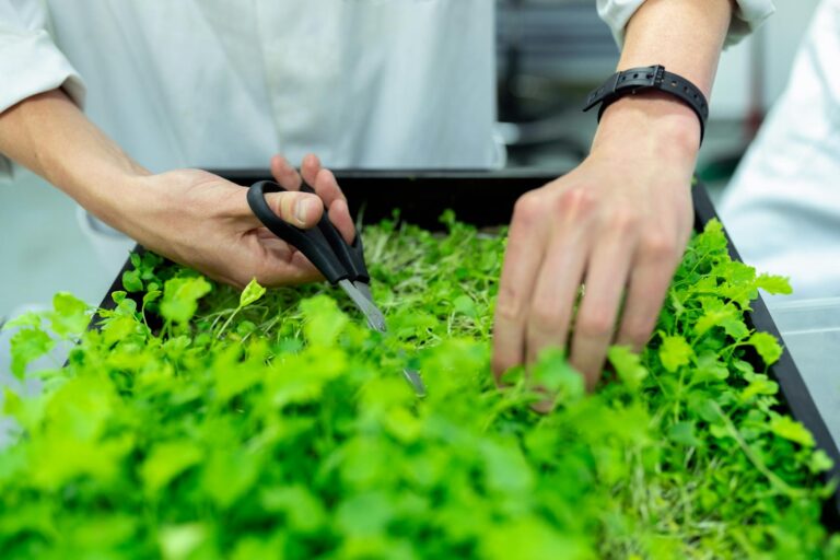 Article | Découvrez pourquoi il est essentiel de rincer vos herbes aromatiques avant de les déguster