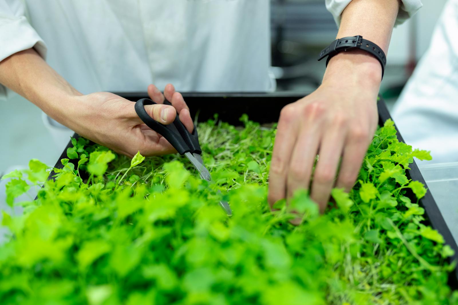 Découvrez pourquoi il est essentiel de rincer vos herbes aromatiques avant de les déguster