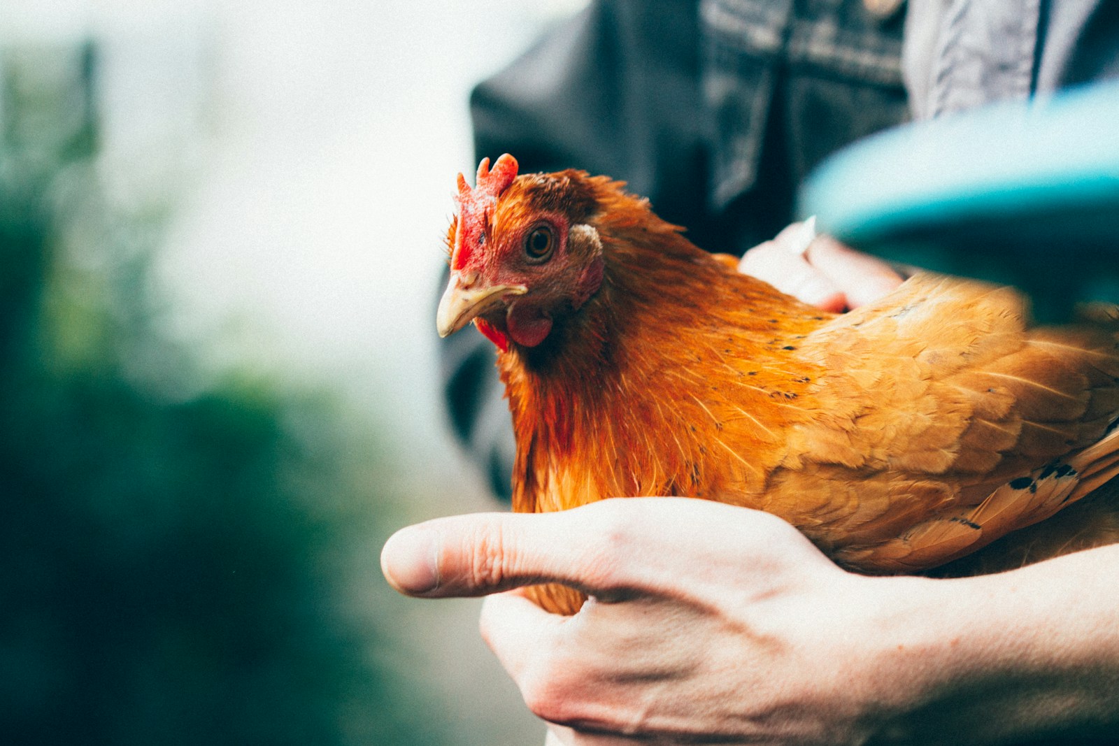 Pourquoi une poule ne pond plus ?