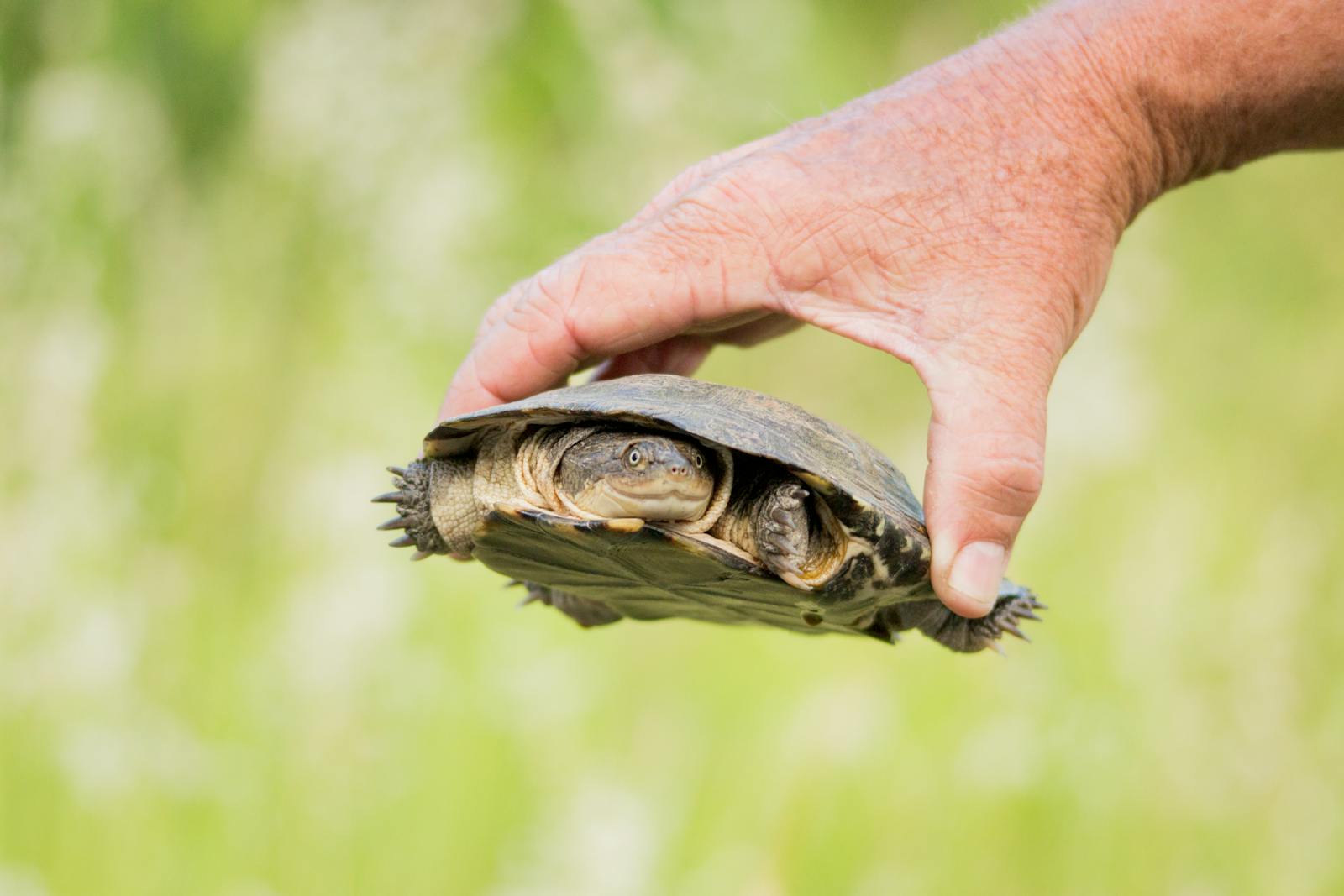 Déplacer une tortue en hibernation doit être évité sauf en cas de danger, et cela nécessite des précautions pour préserver sa santé.