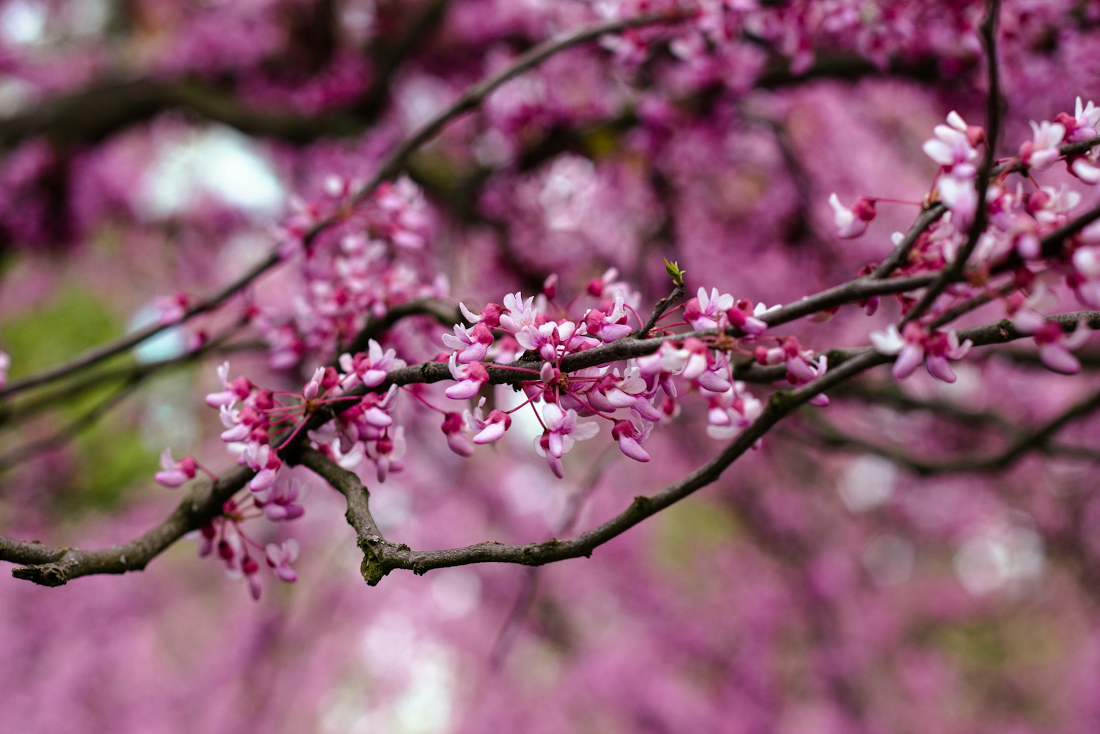 Guide de culture et soins du cercis siliquastrum