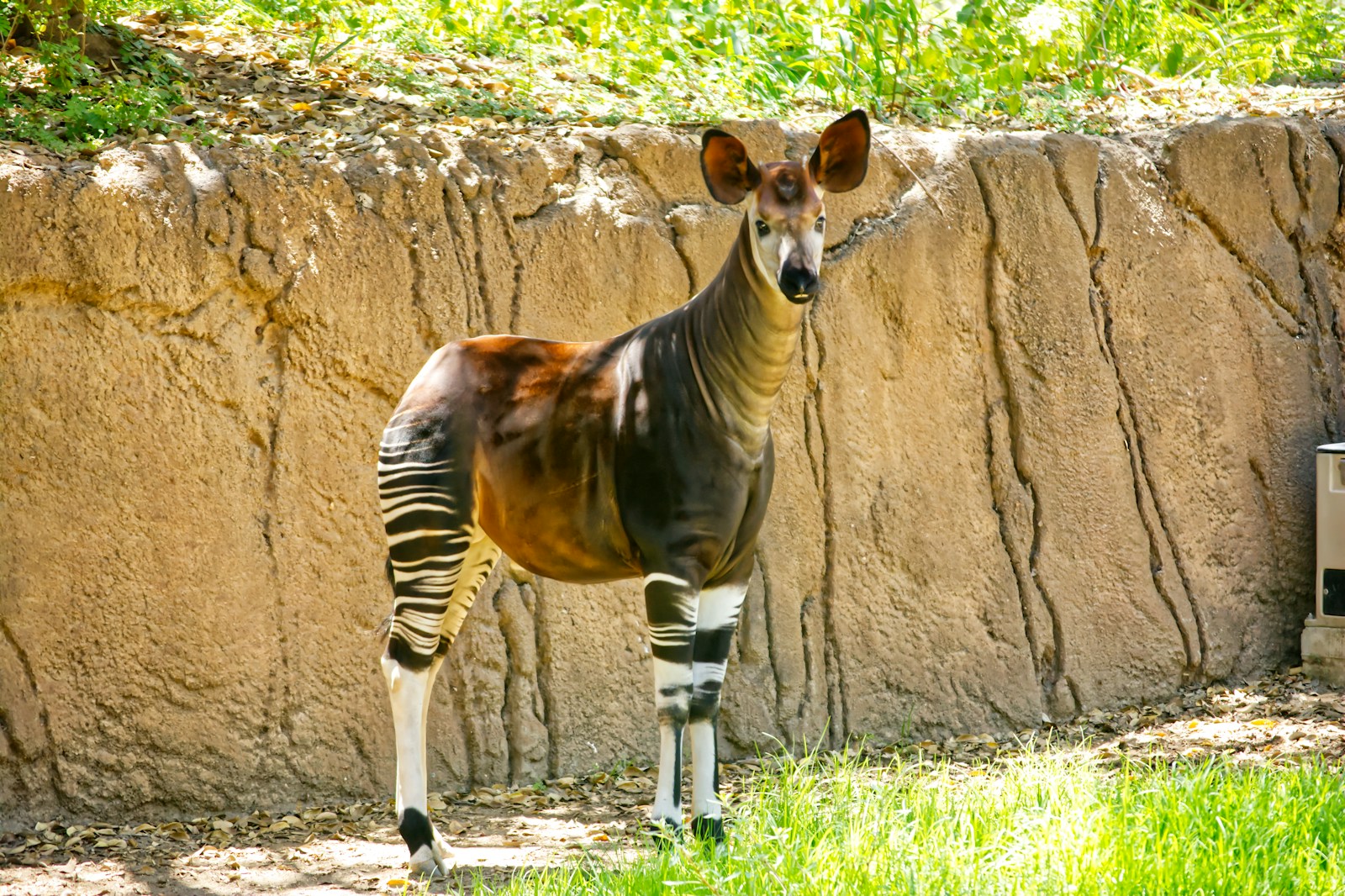 A la rencontre de l'okapi