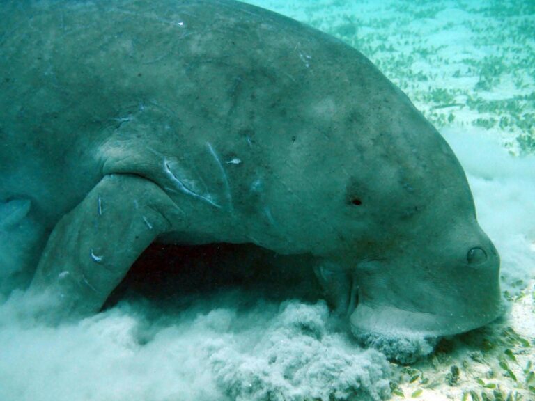 Article | Le dugong, étonnant mammifère marin