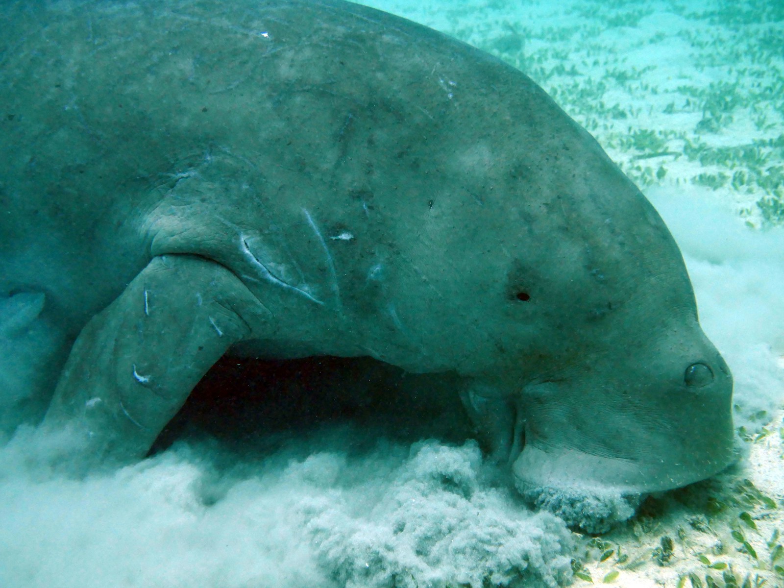 Le dugong, étonnant mammifère marin