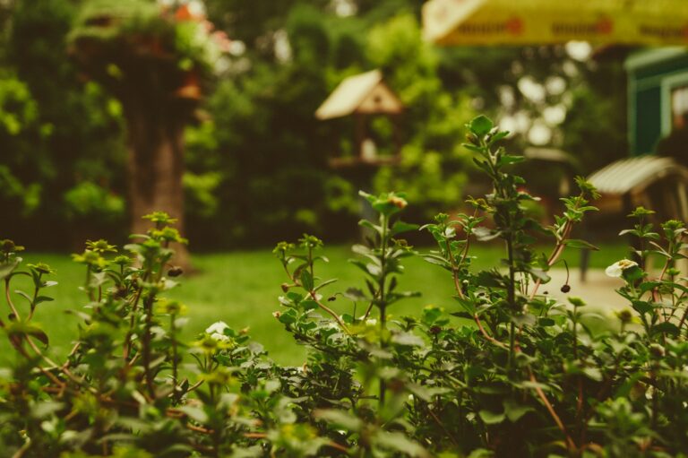 Article | Idées pour transformer votre jardin en un coin de paradis