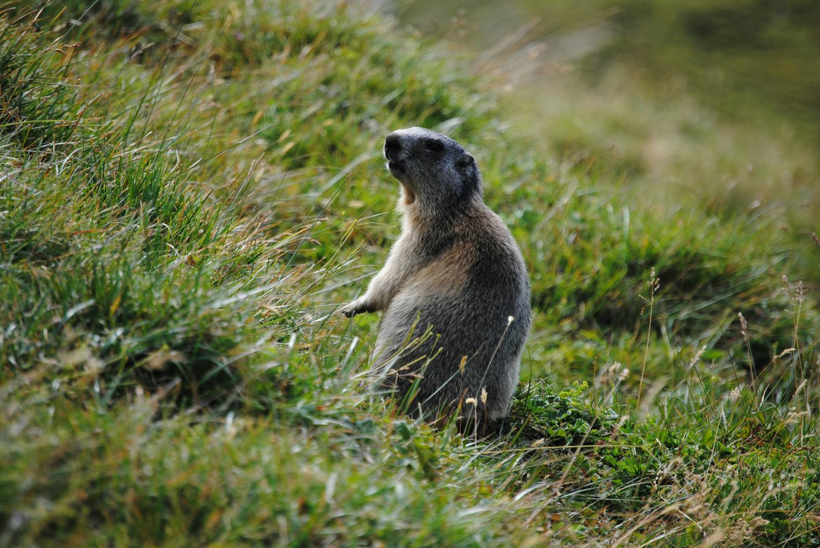 Documentaire La marmotte, reine des montagnes