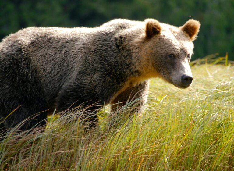 Article | Le grizzly : portrait d’un colosse