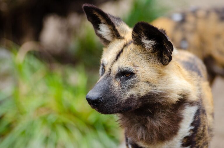 Article | Le lycaon, un prédateur fascinant