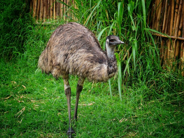 Article | Le nandou : caractéristiques d’un oiseau étonnant