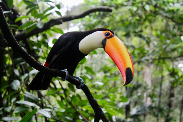 Article | Le toucan : description et caractéristiques