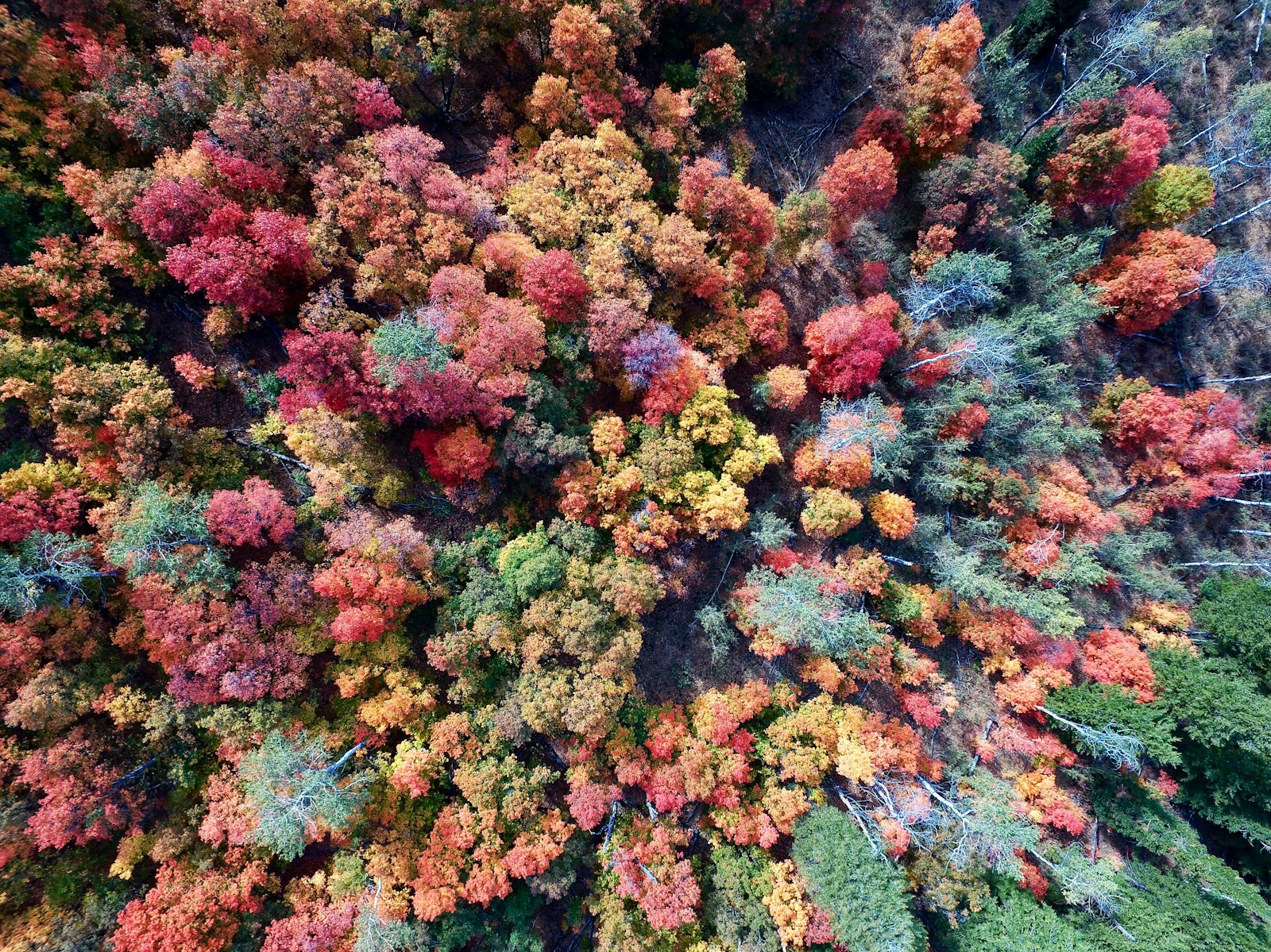 L'été indien au Canada, entre fin septembre et mi-octobre, offre des paysages spectaculaires aux couleurs flamboyantes, idéaux pour des escapades nature, des randonnées et des découvertes culturelles.