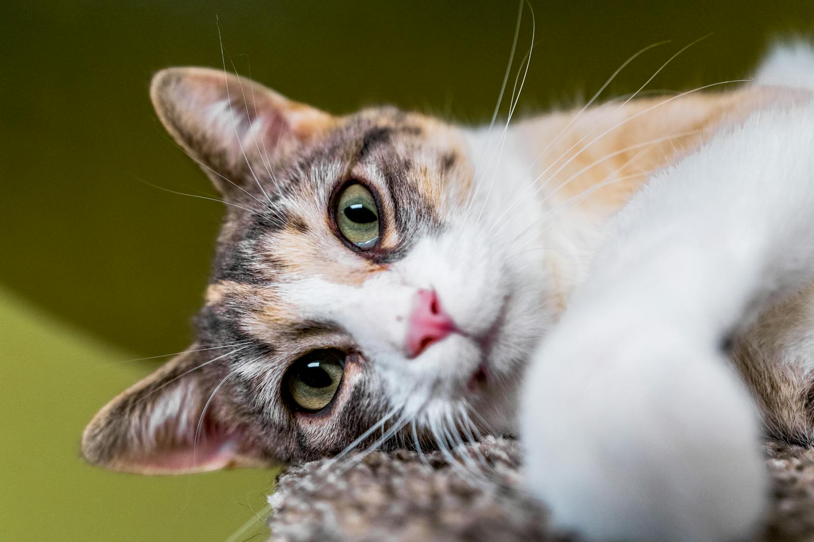 L'herbe à chat stimule les récepteurs sensoriels des chats grâce à la népétalactone, provoquant des réactions euphorisantes sans danger pour eux.