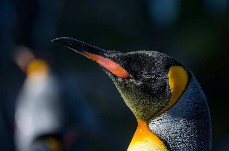 Article | Pingouin ou manchot ? Découvrez les différences clés !