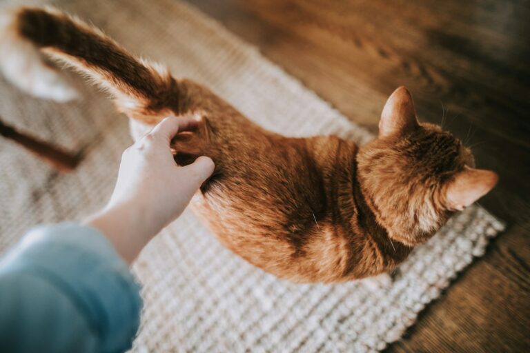 Article | Quelles solutions pour surmonter une allergie aux chats ?