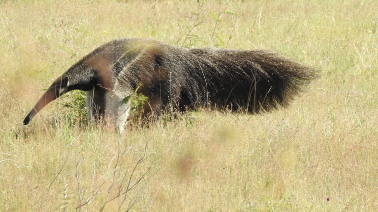 Article | Tamandua : un animal fascinant