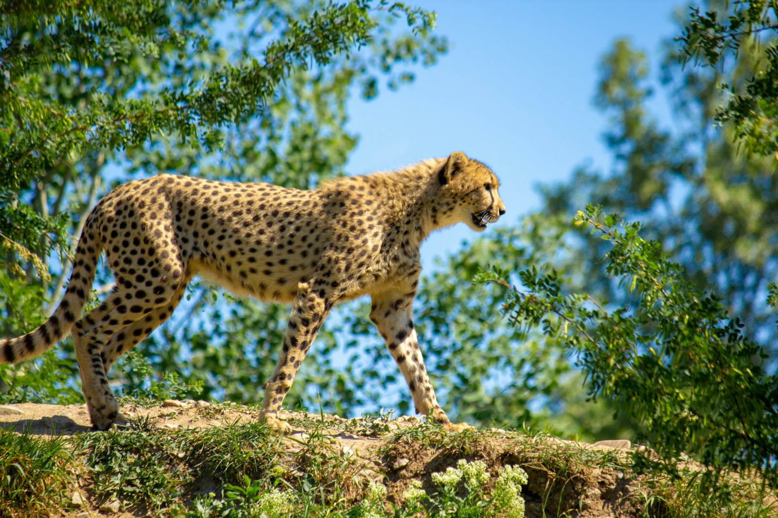 Comment distinguer un guépard d'un léopard ?