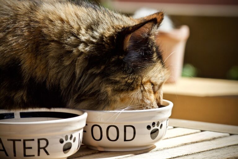 Article | Quelle est l’importance de la bi-alimentation pour les chats ?