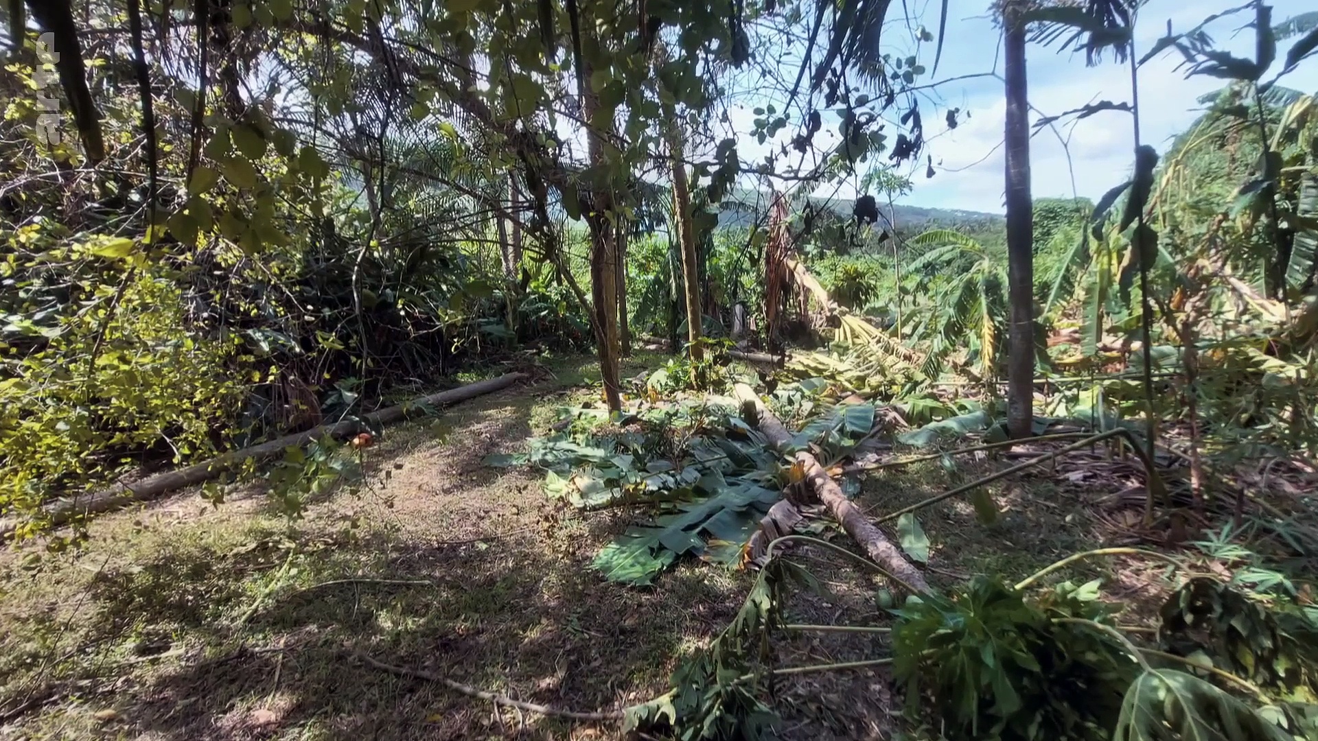 La Réunion : le renouveau des jardins créoles