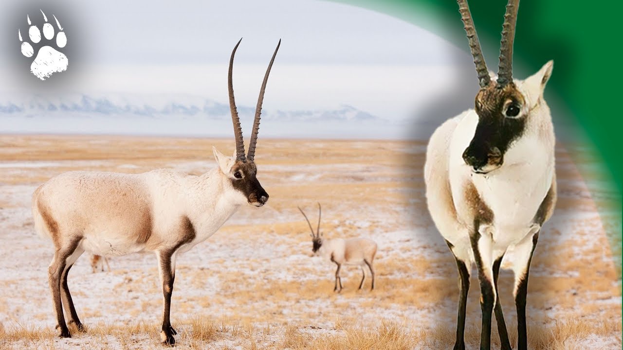 Antilope tibétaine : dernière migration avant l'extinction ?