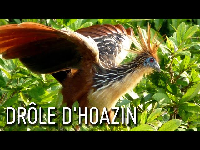 Drôle d'hoazin