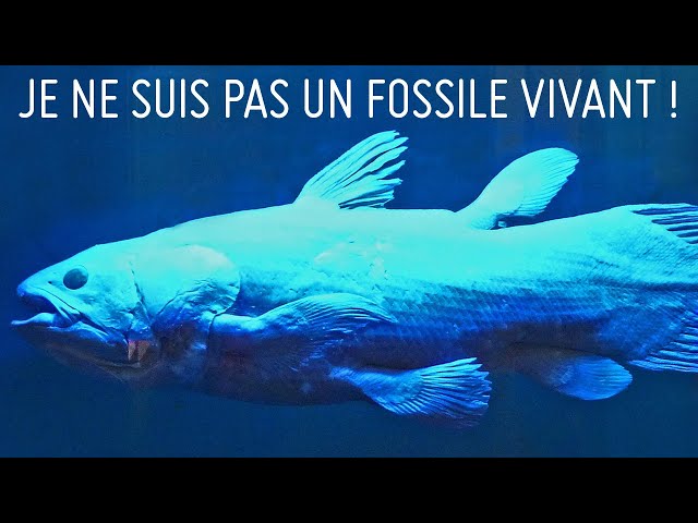 Je ne suis pas un fossile vivant !