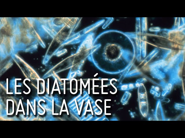 Documentaire Les diatomées dans la vase