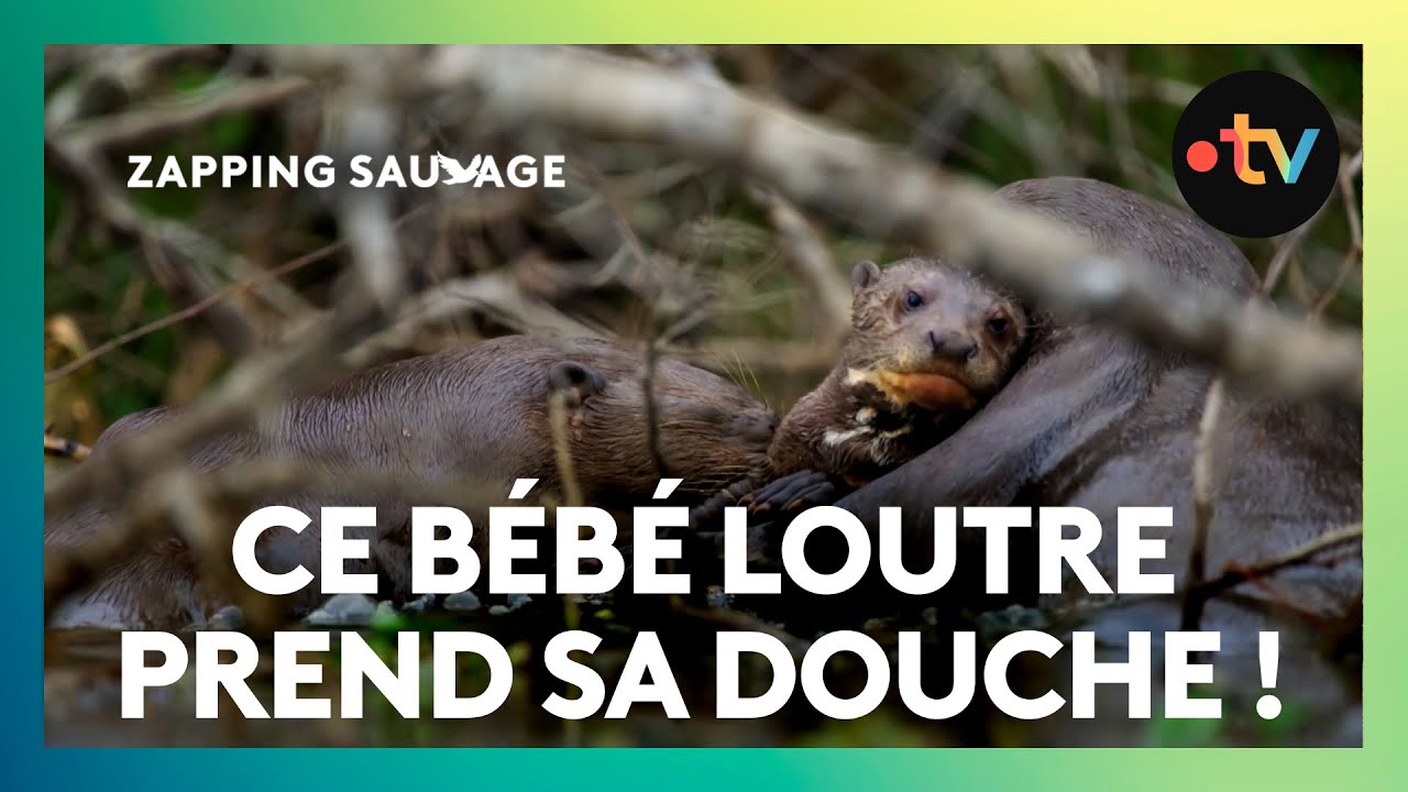 Ce bébé loutre ne veut pas prendre sa douche !