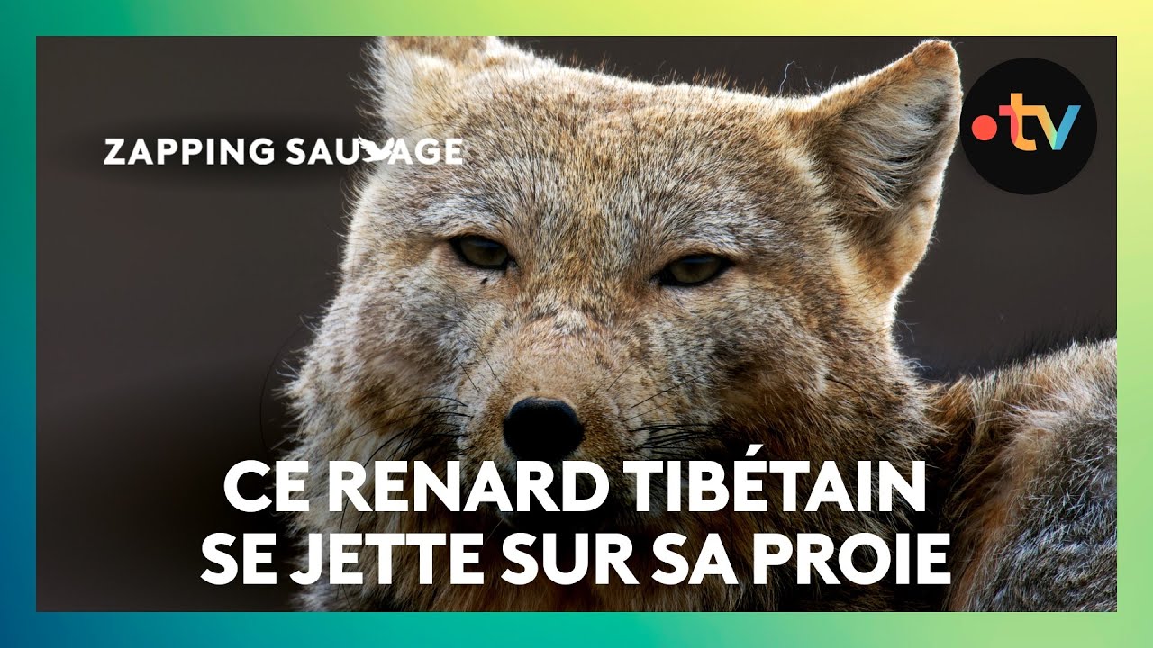 Documentaire Ce renard tibétain bondit sur un rongeur !