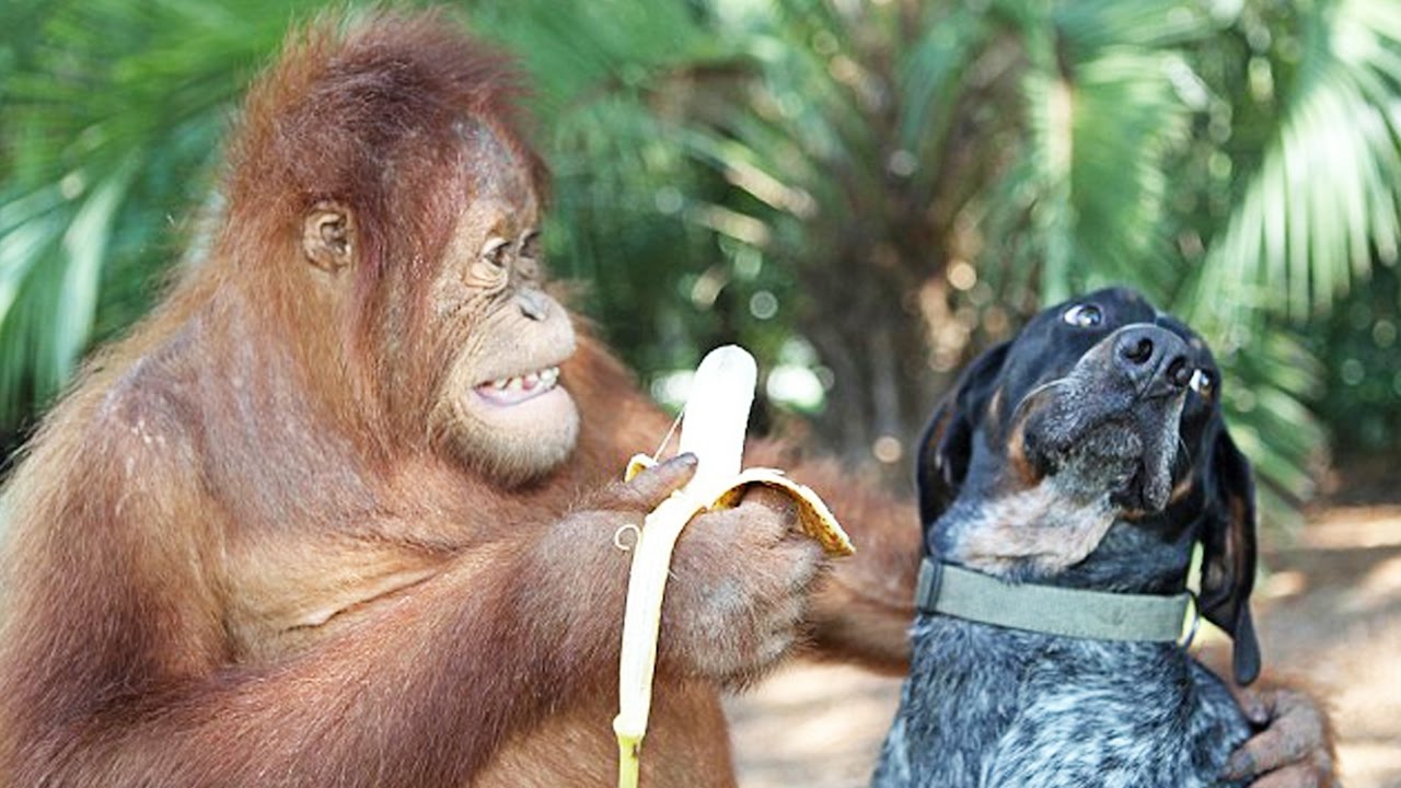 Ce singe a un chien de compagnie !