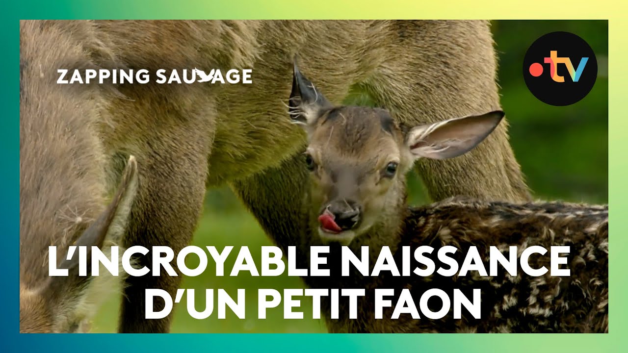 Cette biche accouche pour la première fois !