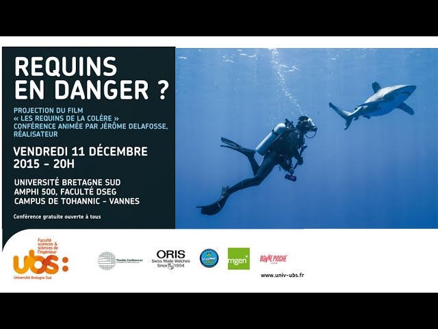 Requins en danger