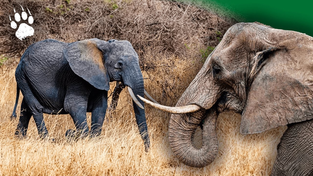 L'éléphant de forêt après l'éden