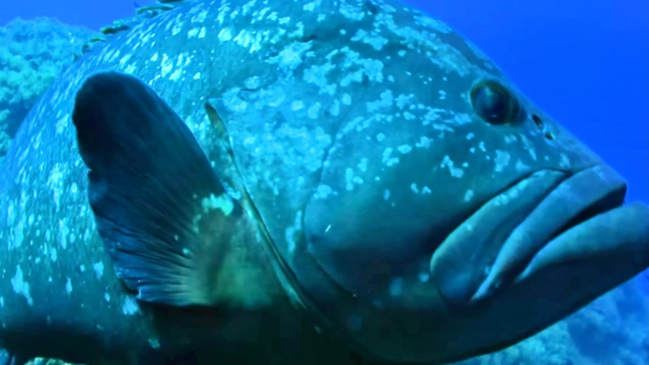 La France sauvage - La Corse, les trésors des fonds marins