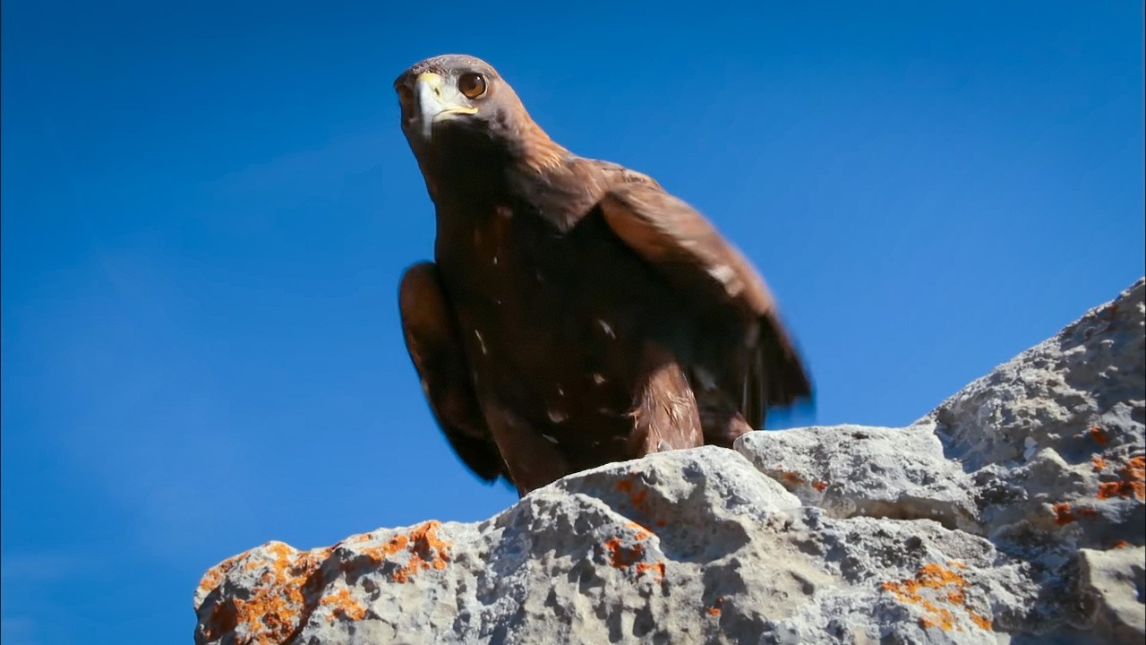 Documentaire La montagne, terrain de survie impitoyable