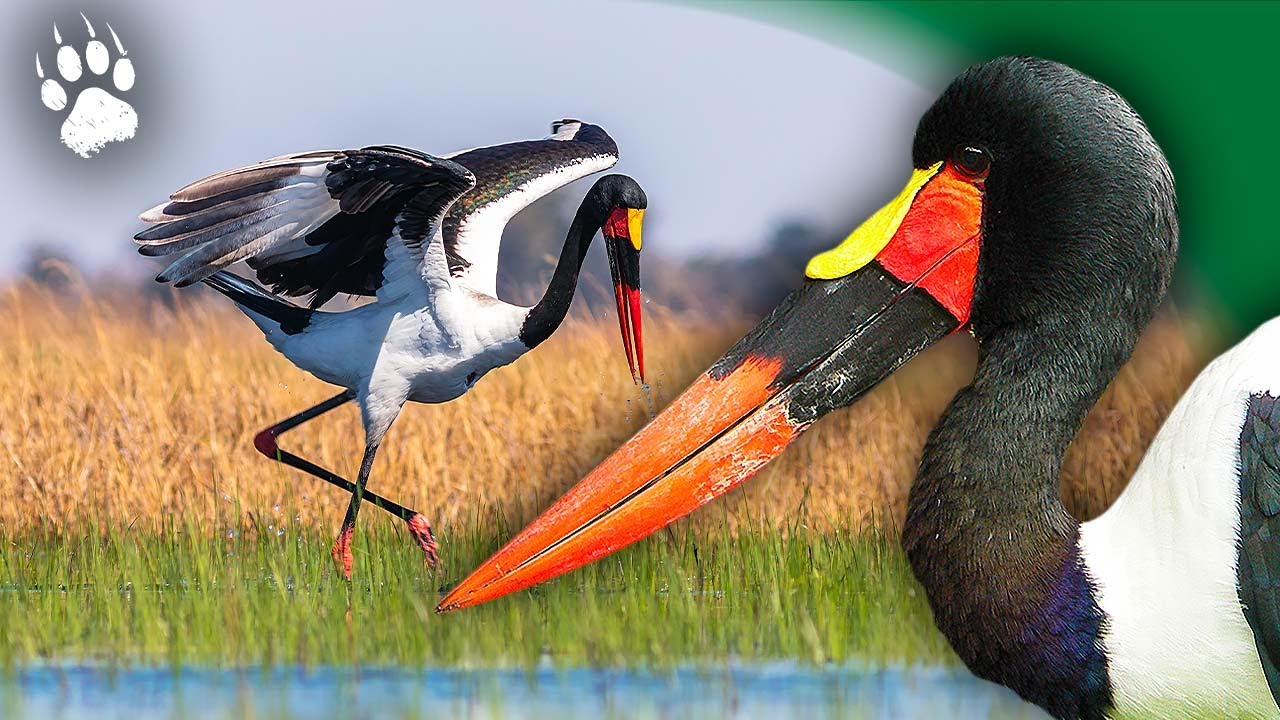 Le monde mystérieux des oiseaux exotiques d'Afrique