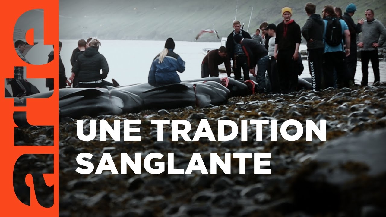 Le goût de la baleine - La bataille du Grind aux îles Feroé