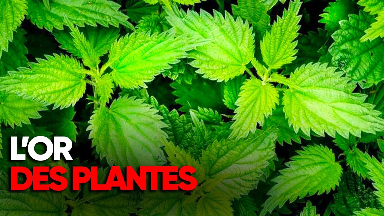 Les plantes peuvent-elles vraiment soigner le cancer ?