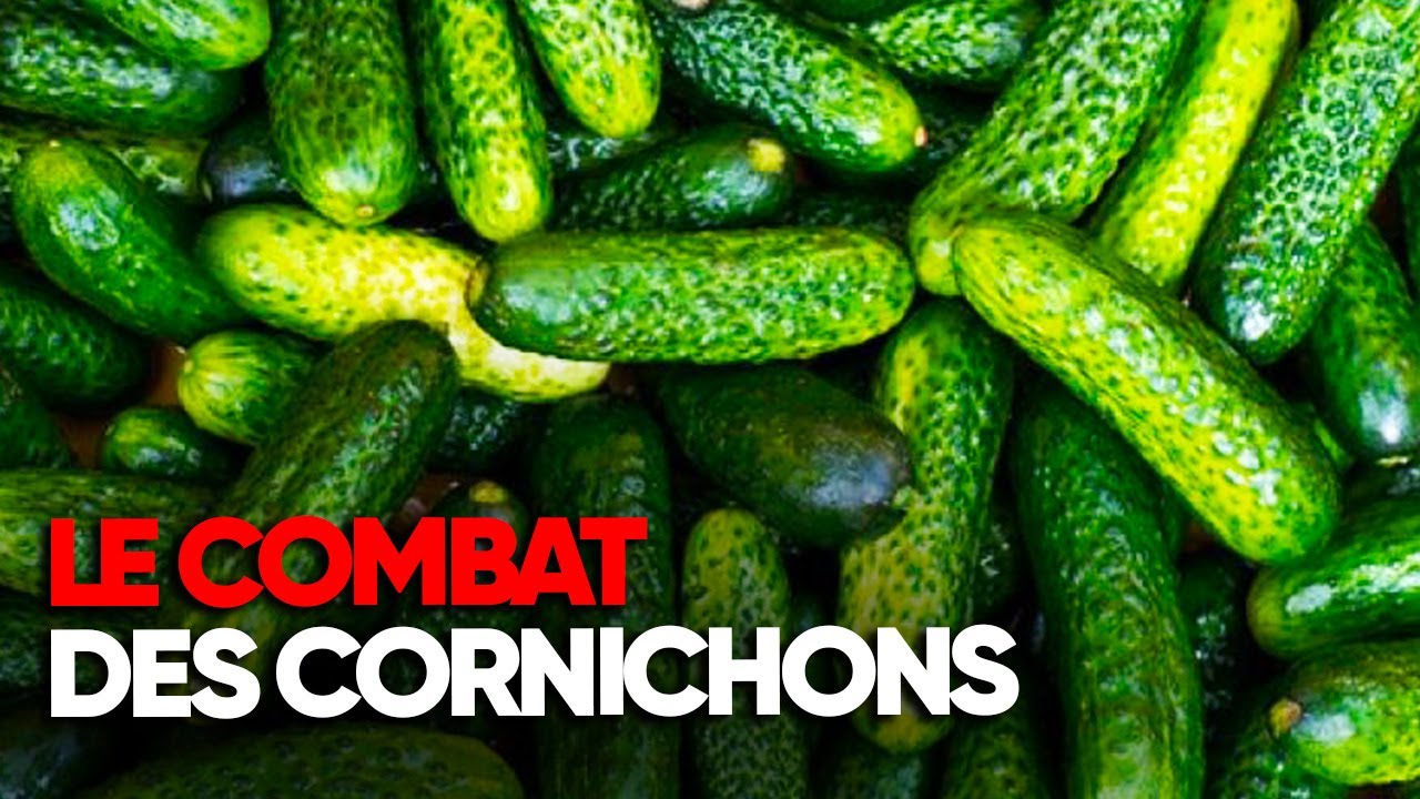 Les secrets du cornichon : enquête sur un marché surprenant