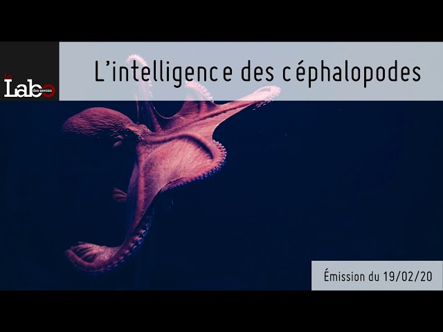 L’intelligence des céphalopodes