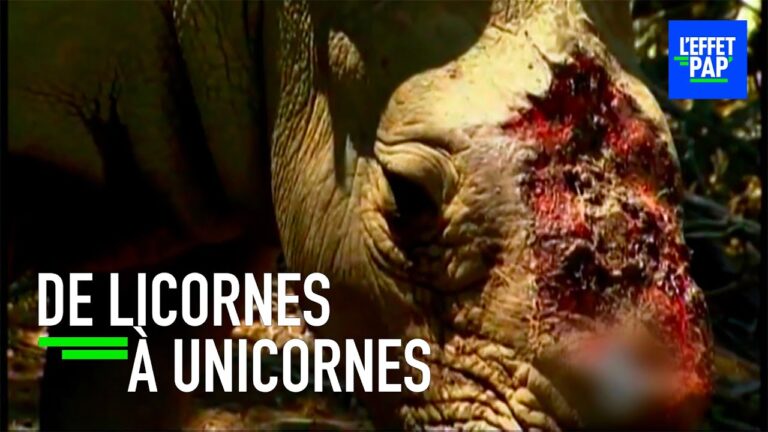 Article | On décorne les rhinocéros pour leur survie