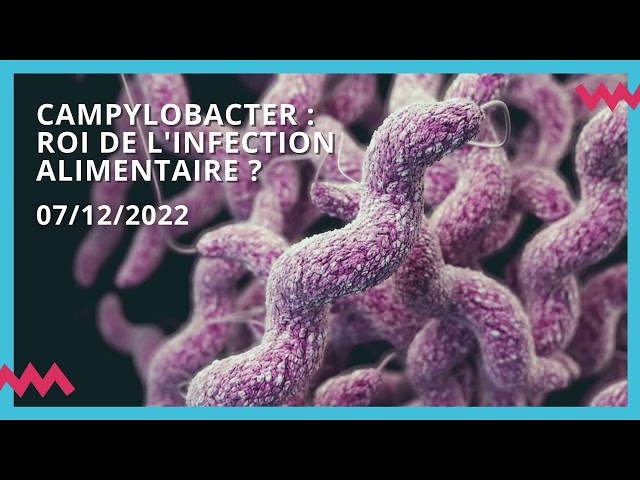 Campylobacter, roi de l'infection alimentaire ?